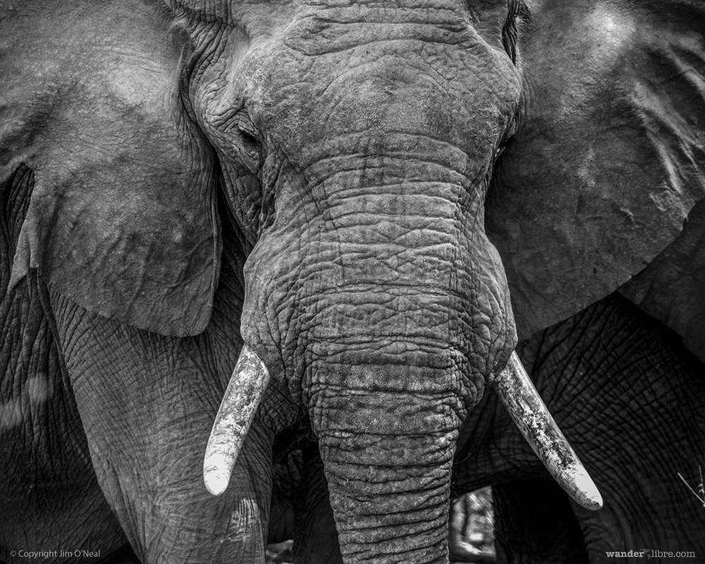 A black & while portrait of a bull elephant in Ruaha National Park, Tanzania.