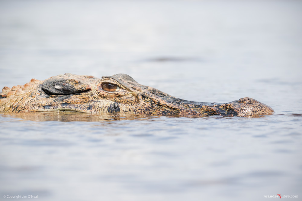 A caiman in the Rio Negro, Amazon, Brazil