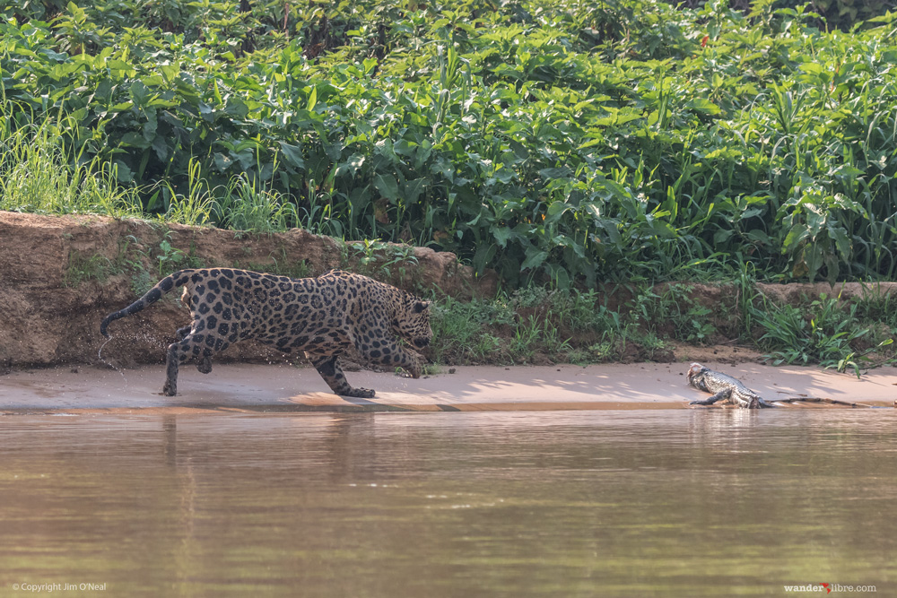 A jaguar hunts caiman in the Pantanal, Brazil
