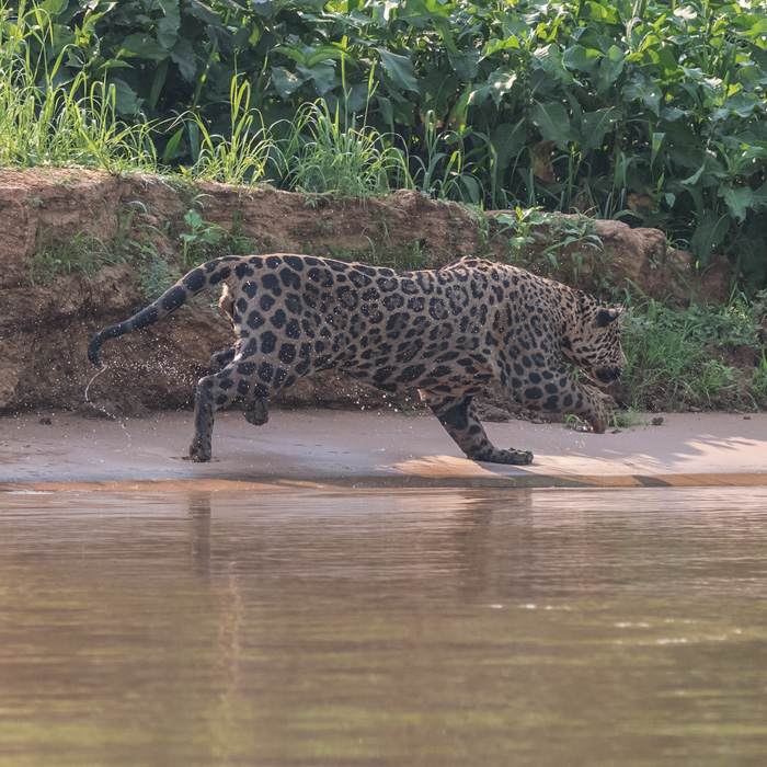 The Pantanal, Brazil