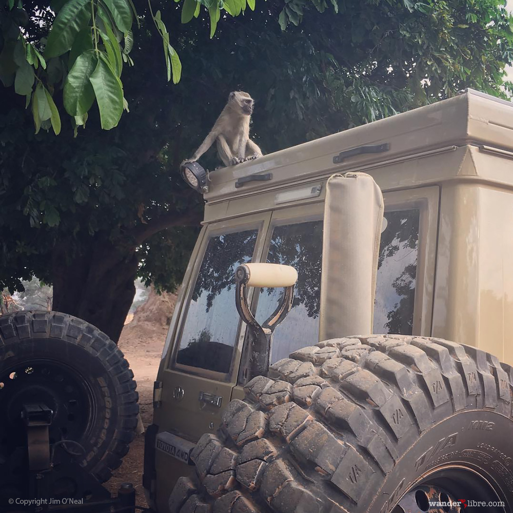 A vervet monkey tries to grab breakfast from our Land Cruiser in Mana Pools, Zimbabwe