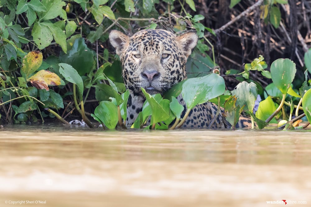 Jaguar Swimming in the Pantanal, Brazil