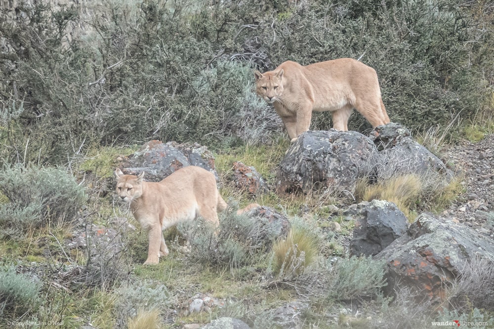 Two Pumas Walking in the Hills Above Our Trail