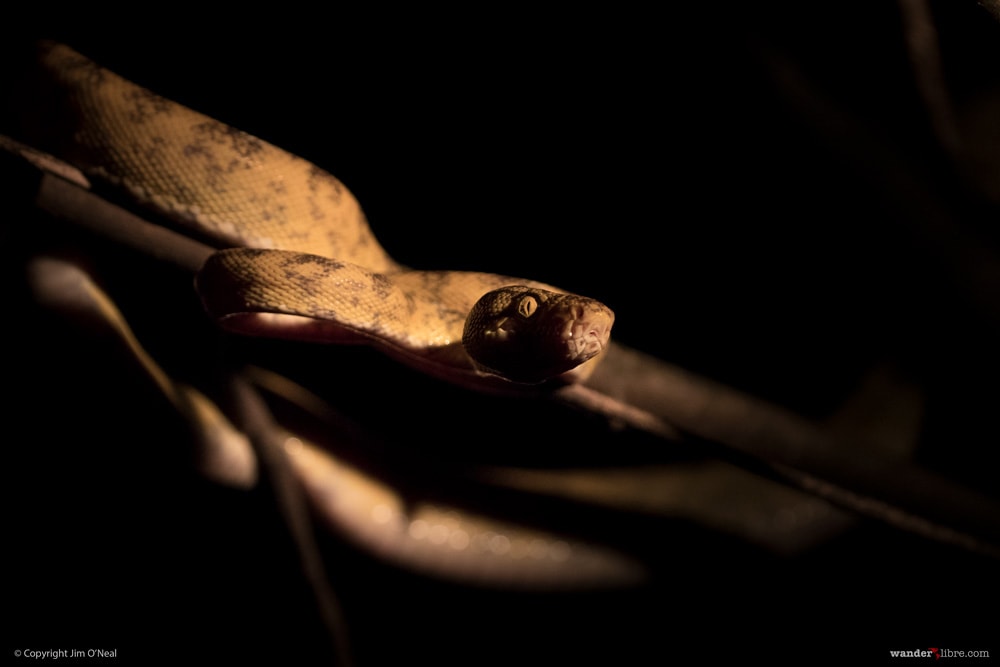 Tree Boa at night in Guyana