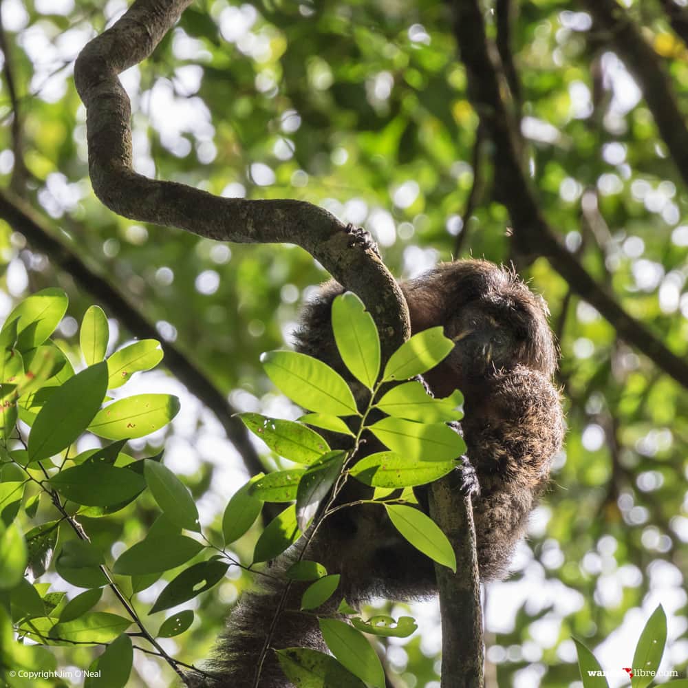 White Faced Saki monkey in tree