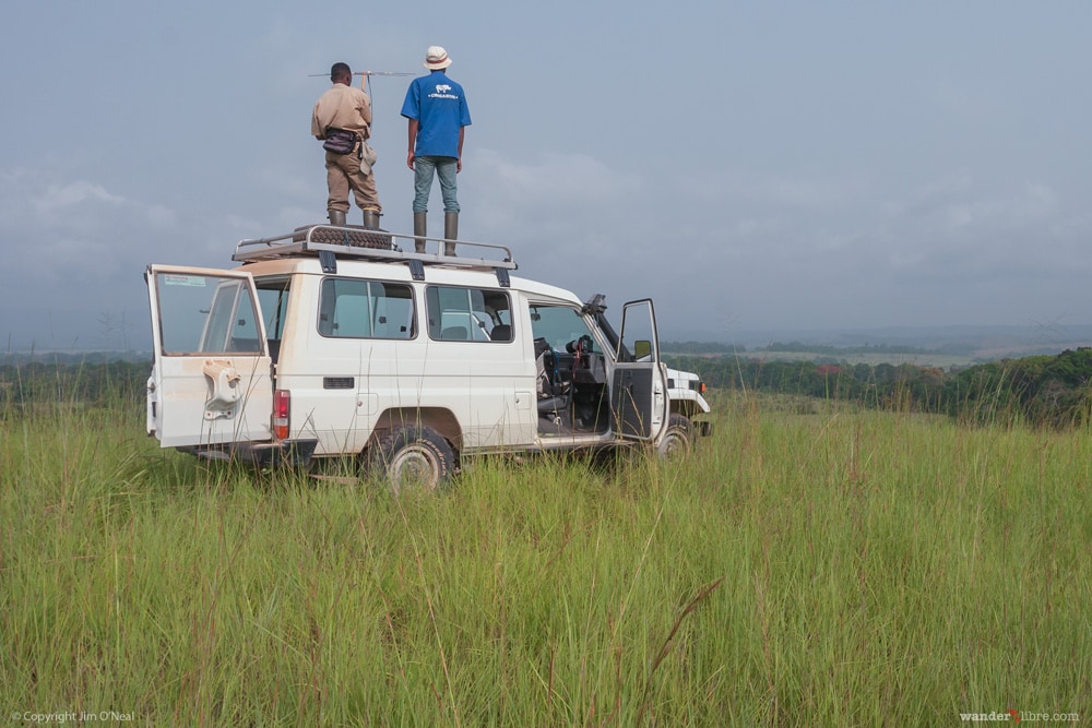 Standing on Top of a Car to Track Mandrills in Lope National Park, Gabon
