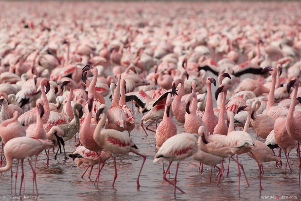 Hundreds of Flamingoes in Lake Nakuru, Kenya