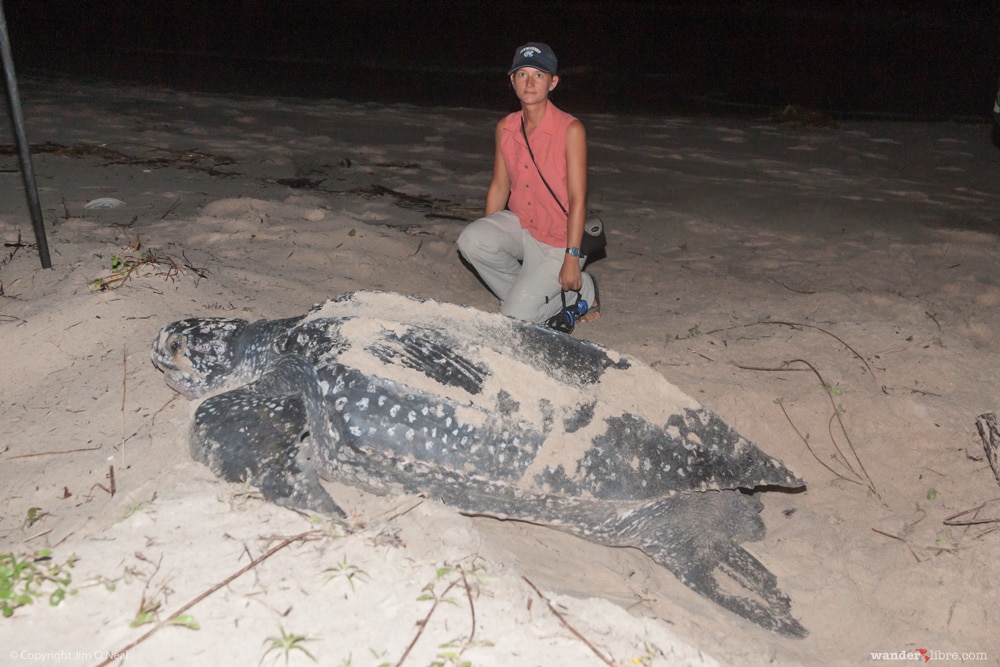 Sheri Beside Leatherback Turtle in Gamba, Gabon