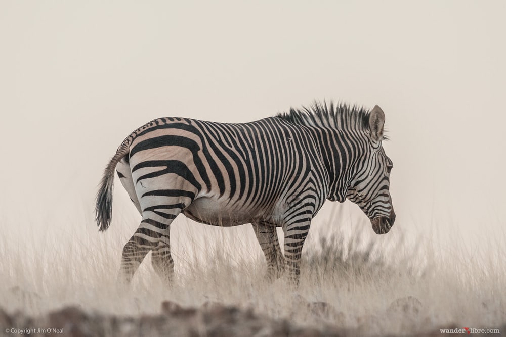 Hartmann's Mountain Zebra Crosses the Arid Landscape in Western Namibia