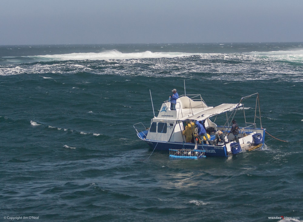 Shark Diving Boat in South Africa