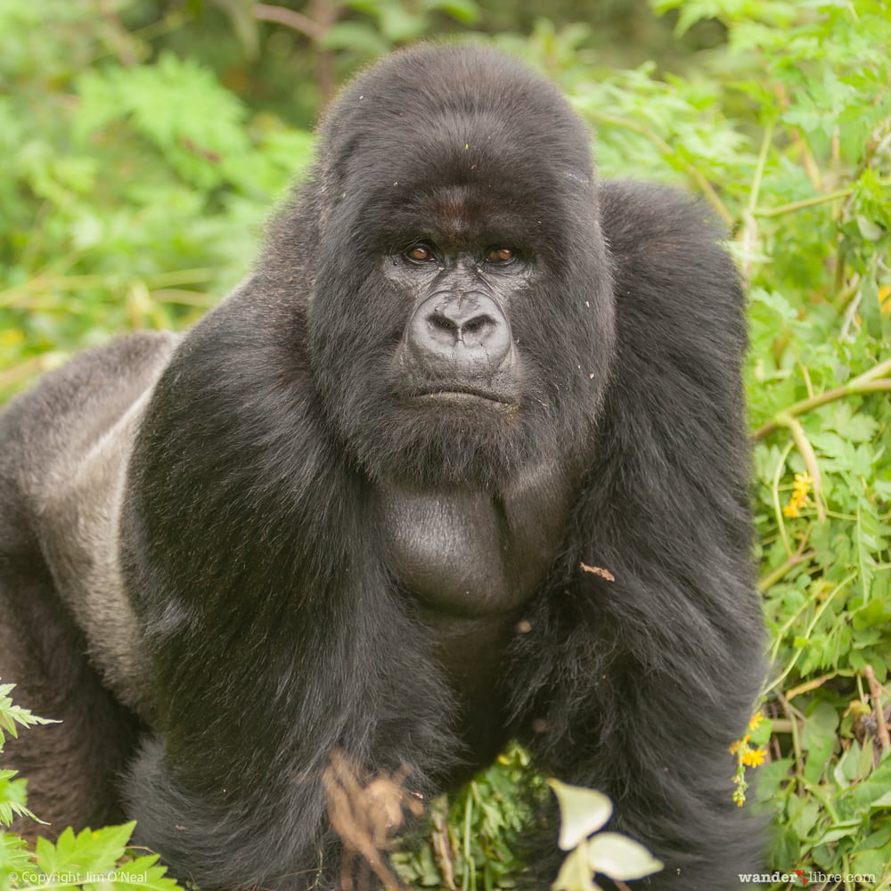 Safari Adventure in Volcanoes National Park with Silverback Mountain Gorilla