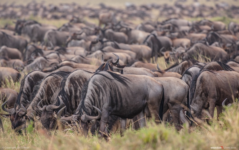 Wildebeest in Maasai Mara, Kenya