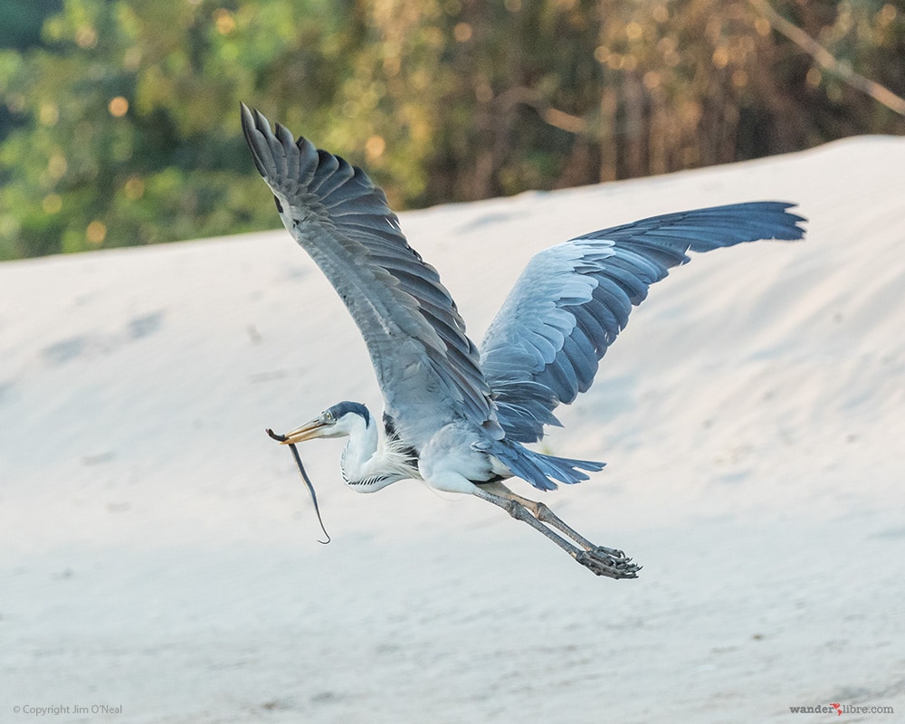 Great Blue Heron Flies Away with Snake
