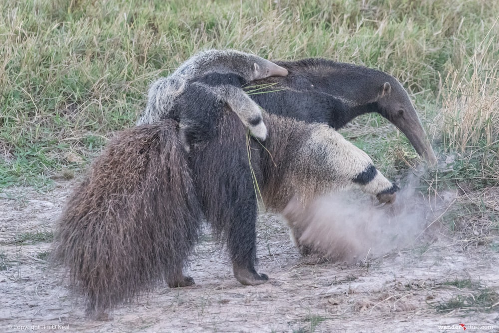 Giant Anteater with Baby