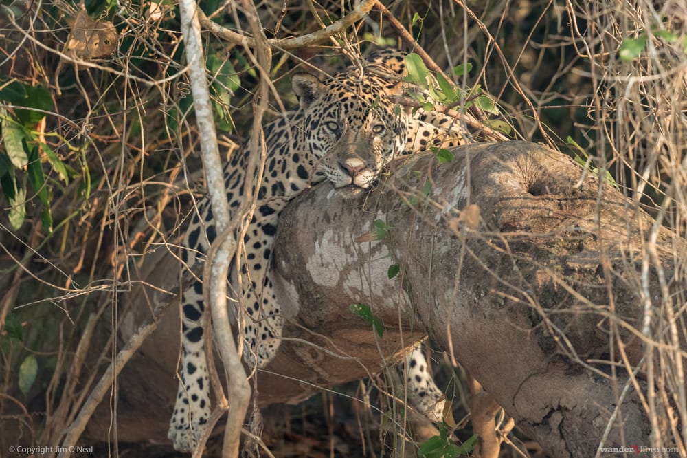 Pantanal jaguars in tree