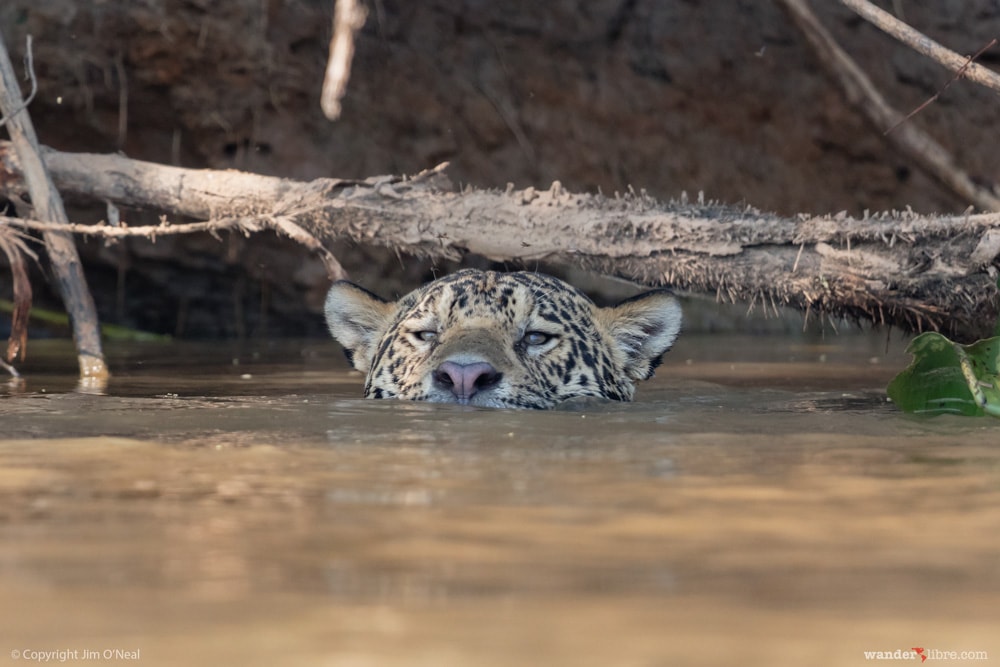 Jaguar swims in the River in the Pantanal, Brazil