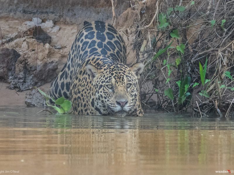 Brazil’s Pantanal: The Best Place to See Jaguars in the Wild