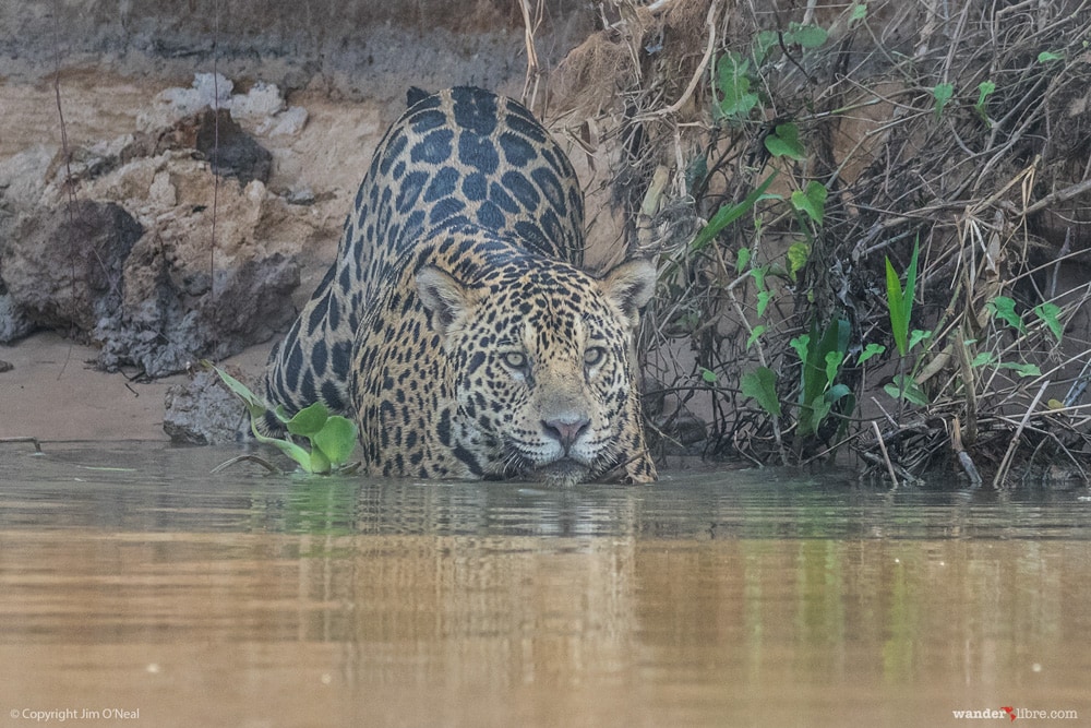 Jaguars in the wild entering river