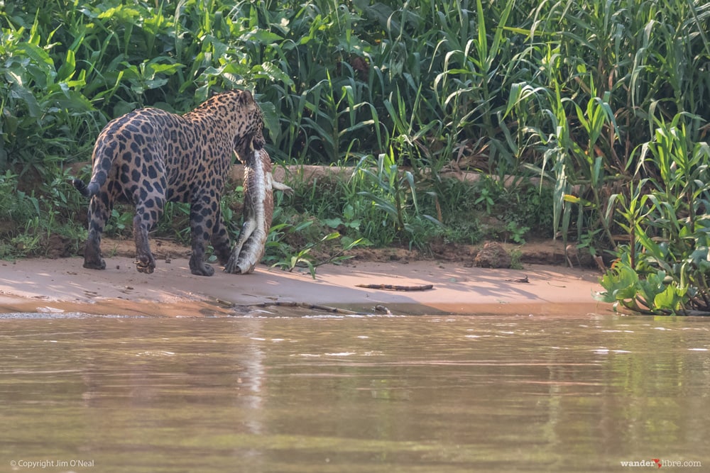 Jaguar in Brazil Carrying Caiman Catch in Pantanal, Brazil