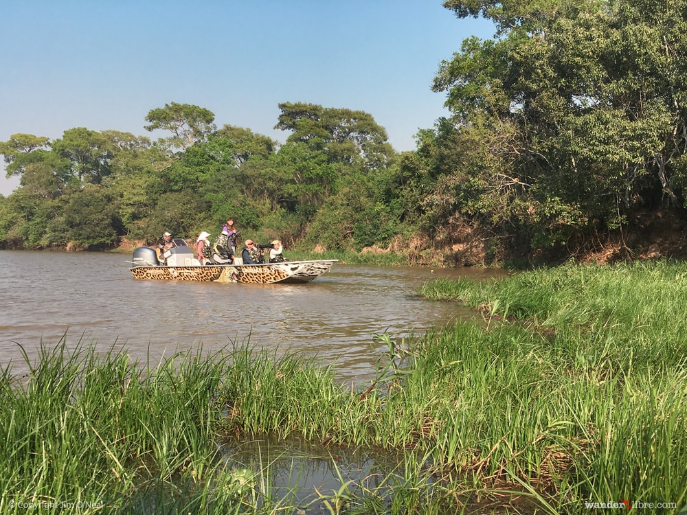 Boat Searches for Jaguar in Pantanal