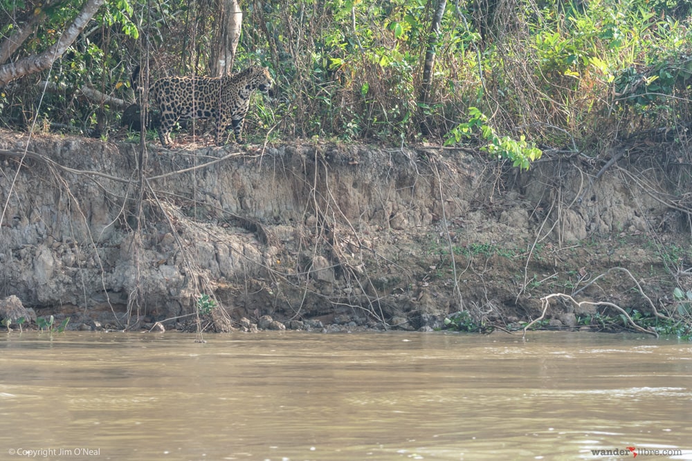 Jaguar Walks Along a Cliff Searching for Caiman