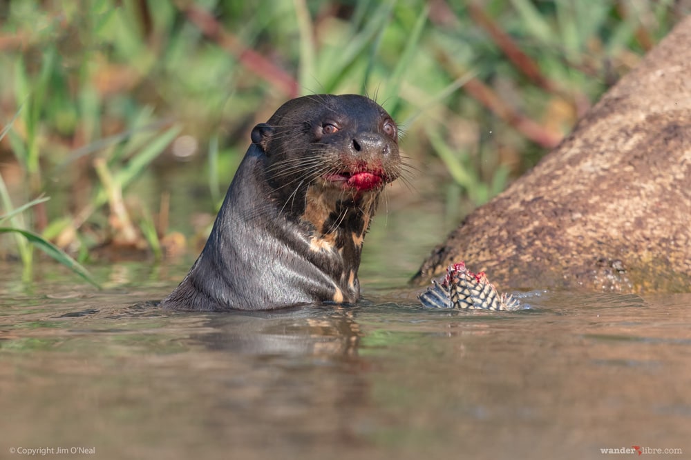 Wildlife Brazil - Giant River Otter Eating Fish in Pantanal