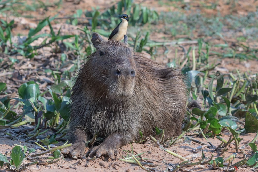 Capybara in Pantanal, Brazil