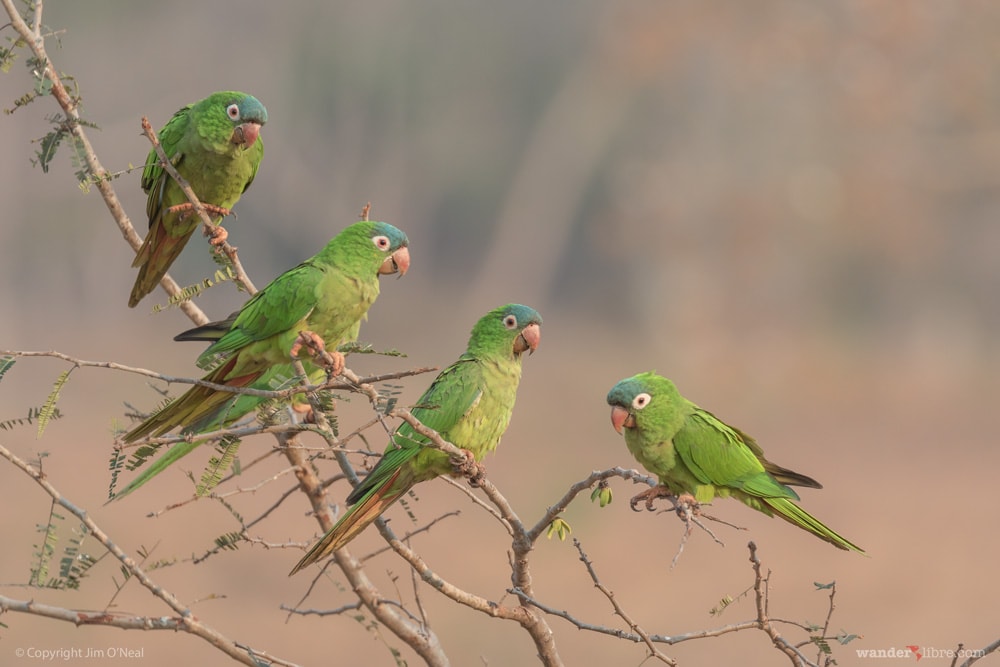 Parrots in Tree in Pantanal, Brazil