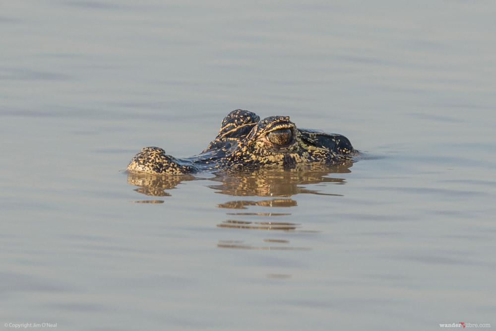 Caiman in Pantanal, Brazil