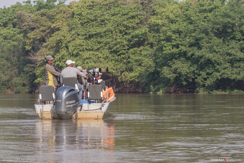 Boat Finds Jaguars in Porto Jofre in Pantanal 