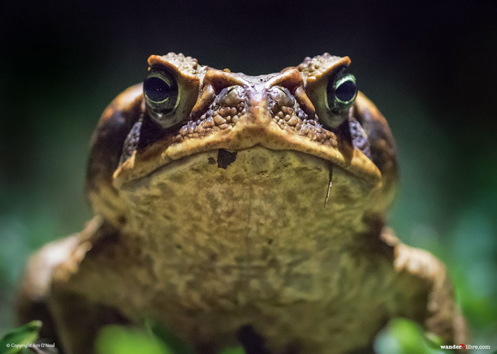 A cane toad at night in Brownsberg Reserve, Suriname.