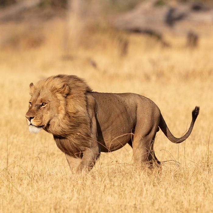 Khwai River, Botswana