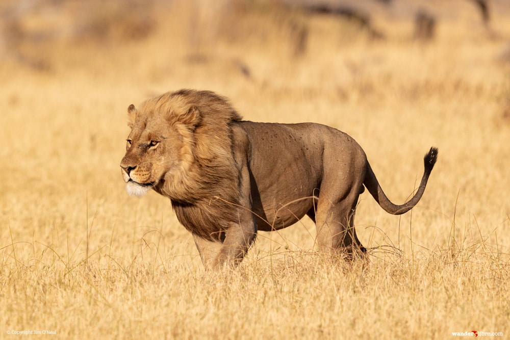 A male lion patrolling the Khwai river in Botswana's Moremi Game Reserve.